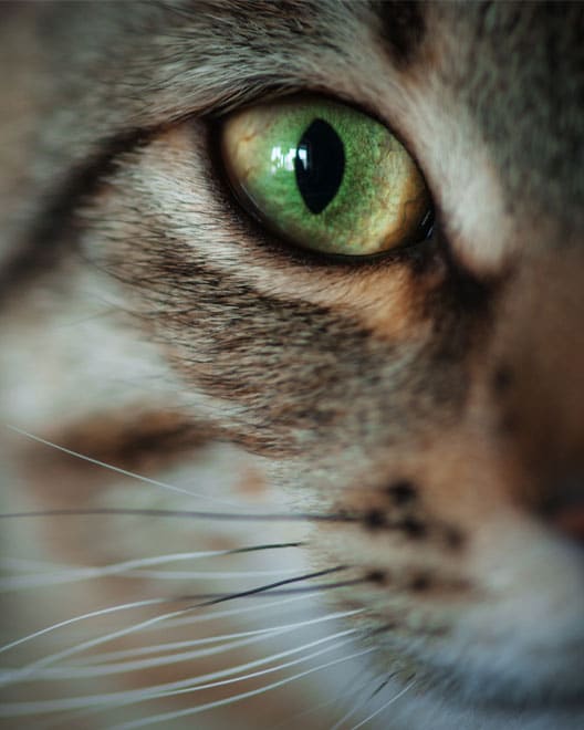 Close-up of a cat's green eye with a detailed view of its fur and whiskers. The eye is vibrant and intense, capturing the light, just as a veterinarian might admire while ensuring the pet’s health. The surrounding fur appears soft and textured in shades of brown and grey.