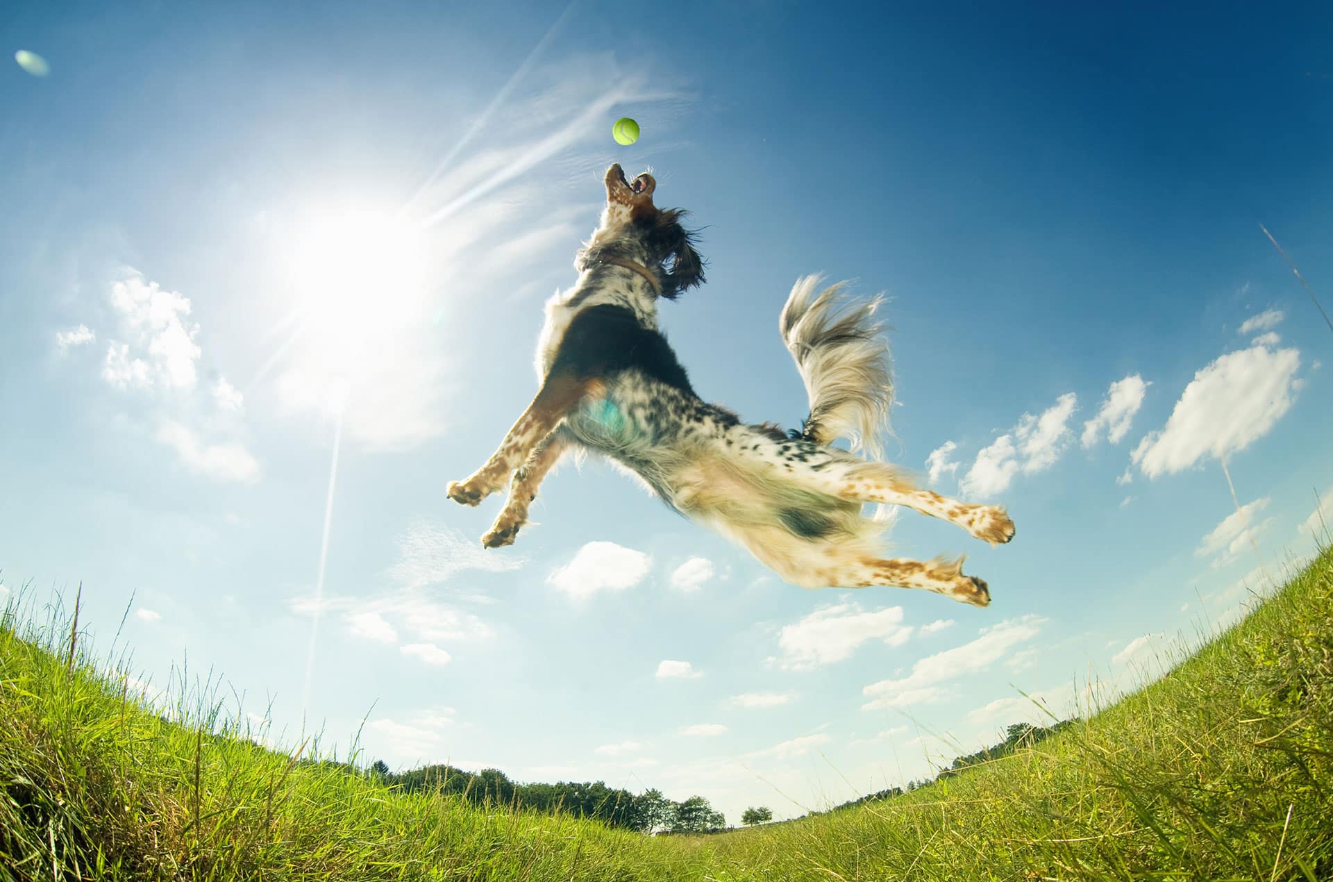 A dog leaps into the air in a grassy field, trying to catch a tennis ball against a bright blue sky. The sun shines brightly, casting long shadows like a scene straight from a vet's calendar. White clouds are scattered across the sky.