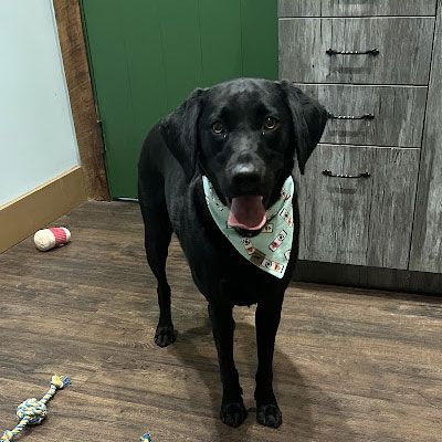 A black dog wearing a light blue bandana stands on a wooden floor, looking at the camera with its mouth open. Dog toys are scattered nearby, and cabinets and a green door are in the background.