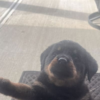 A small Rottweiler puppy with dark fur and tan markings stands on a welcome mat, looking up through a glass door with one paw raised. Sunlight casts shadows on the concrete outside.