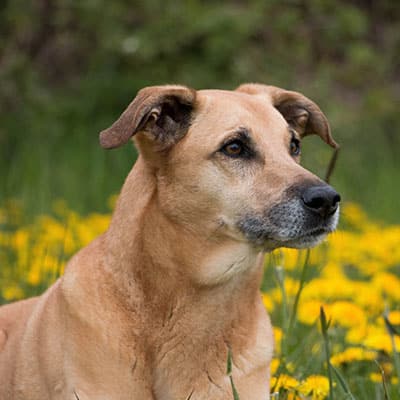 A tan dog with short fur sits in a field of yellow flowers, looking slightly to the right. The background is green and blurred, highlighting the dog's attentive expression.