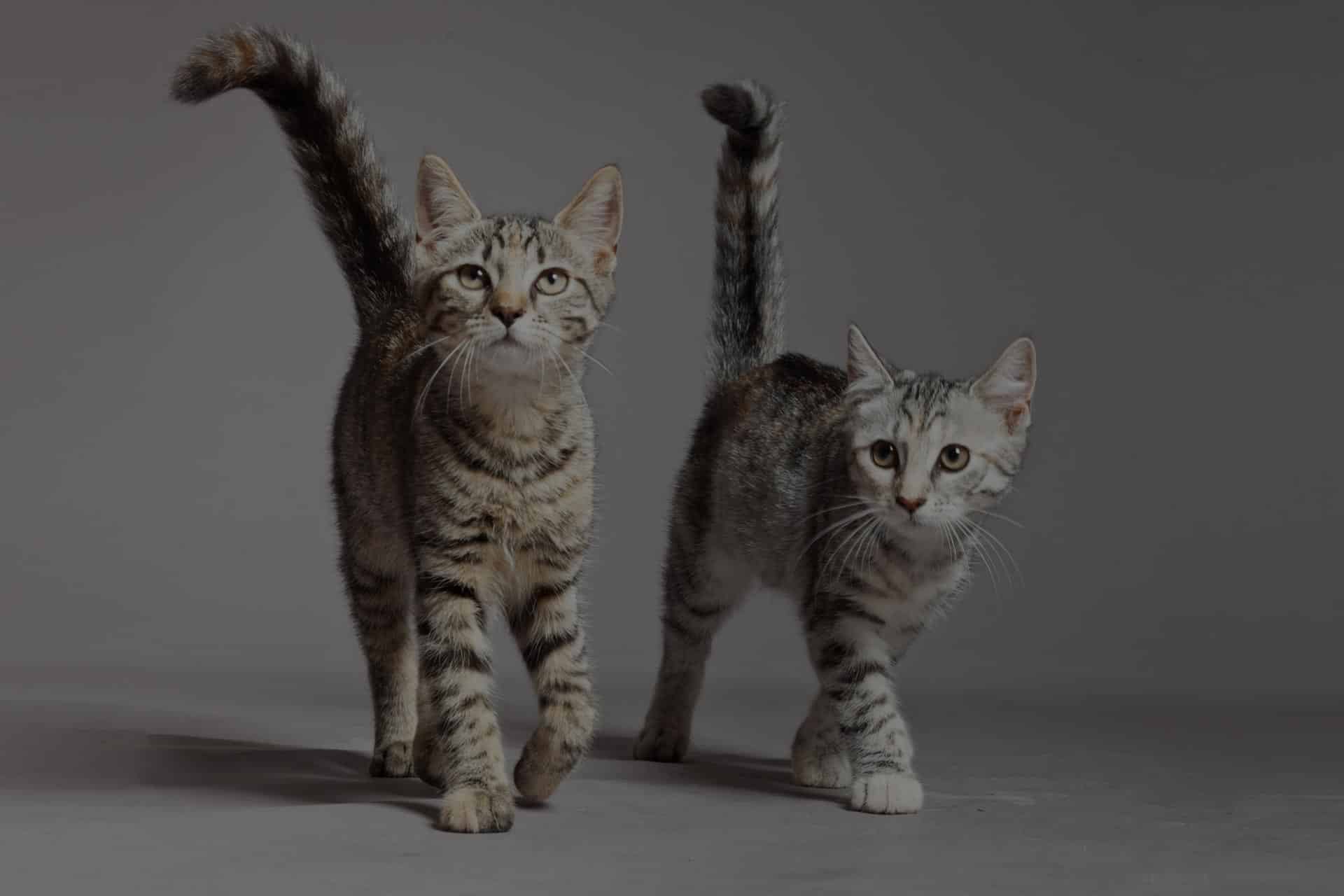 Two tabby cats with striped fur walk forward on a gray surface, their tails raised and expressions alert. They look directly at the camera, as if headed for their vet appointment. The neutral gray background enhances their sharp features.